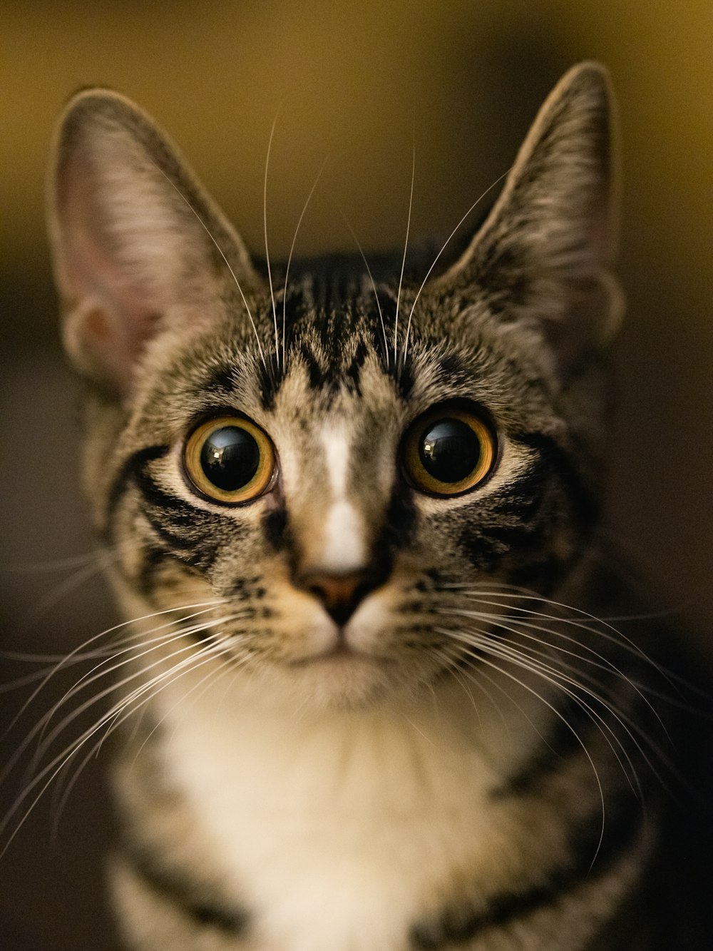 A cat enjoying a peaceful moment