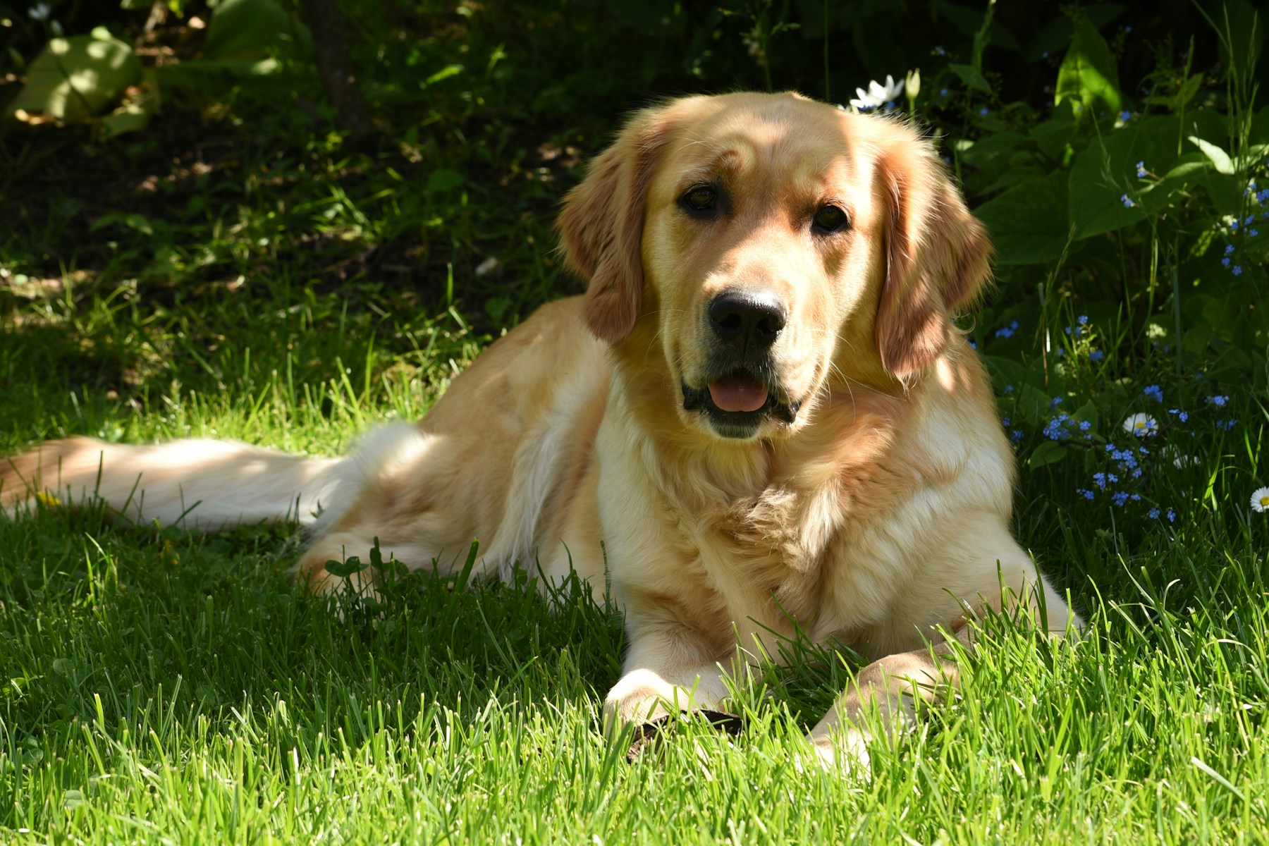 A quiet moment with a beloved dog